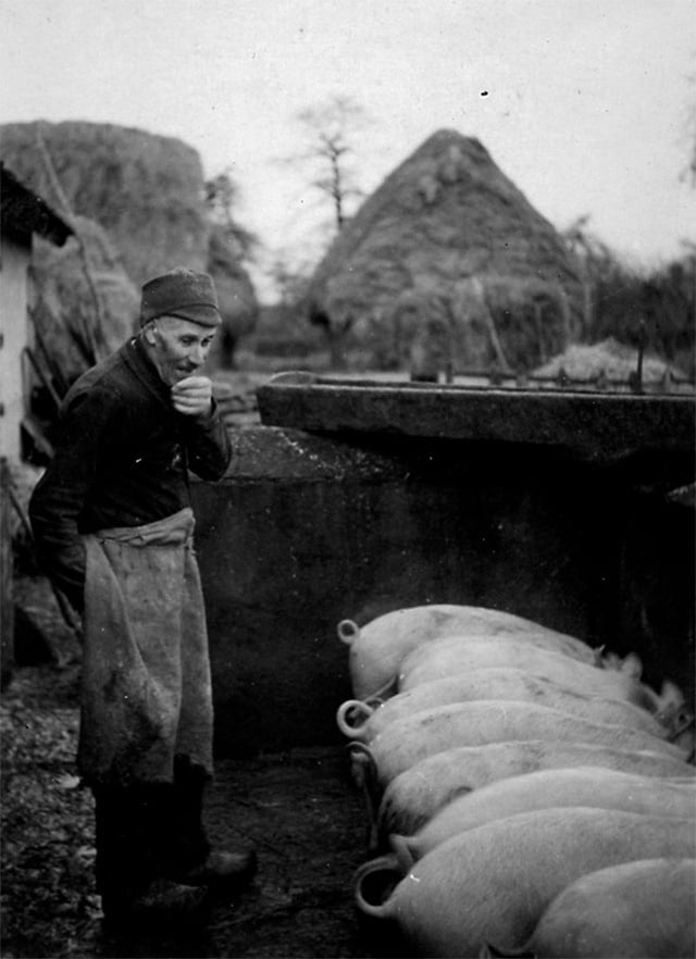 À La Ferme. E. B et ses cochons, années 50